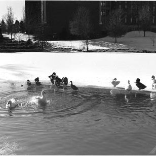 Bugg Lake - Benton Hall - Snow - Ducks 563