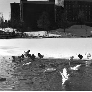 Bugg Lake - Benton Hall - Snow - Ducks 564