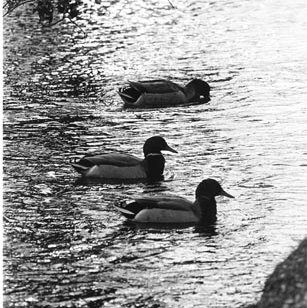 Bugg Lake - Ducks 565