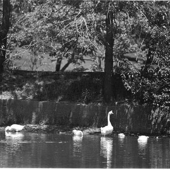 Bugg Lake - Ducks 570