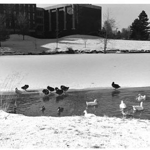 Bugg Lake - Ducks - Benton Hall, C. 1970s 592