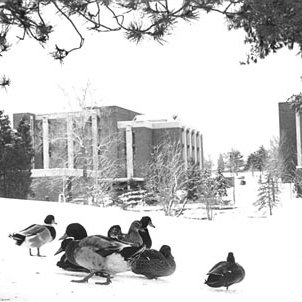 Bugg Lake - Ducks - Stadler Hall - Snow, C. 1970s 593