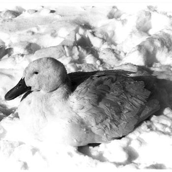 Ducks - Snow, C. 1970s 594