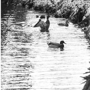 Bugg Lake - Ducks, C. 1975 595