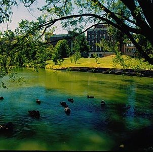 Bugg Lake, Ducks, Benton Hall, Stadler Hall 3609
