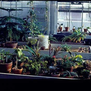 Greenhouse 3629