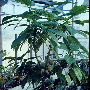 Greenhouse 3630