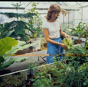 Greenhouse, C. 1970s 3952