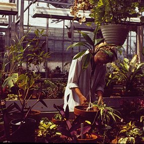 Greenhouse, C. Early 1980s 4017