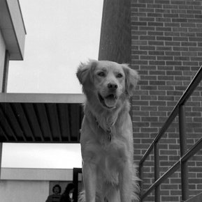 Dog on Steps of University Center, C. 1970s 4100