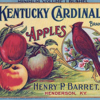 Kentucky Cardinal Apples