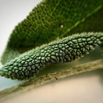Details of a Sage Leaf