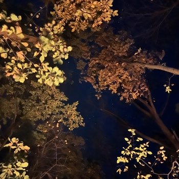 Starlit Autumn’s Eve