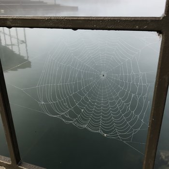 Water on the Web