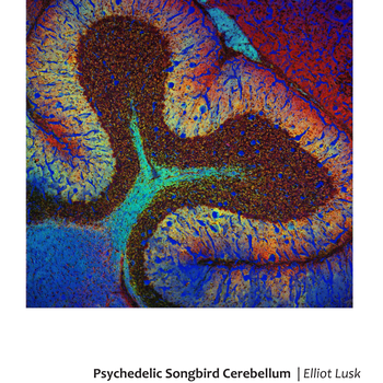 Psychedelic Songbird Cerebellum
