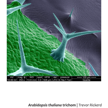 Arabidopsis thaliana trichome