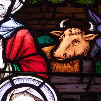 Detail, Ox, from The Nativity or McMartin Memorial Window