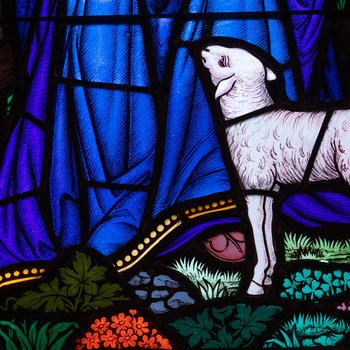 Detail, Lamb, from The Nativity or McMartin Memorial Window