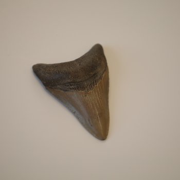 Fossilized Megalodon shark tooth I, approx. 5.6 million years old