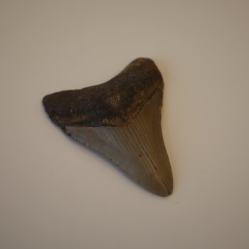 Fossilized Megalodon shark tooth III, approx. 5.6 millions years old