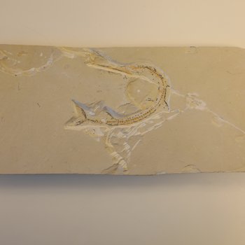 Prehistoric fish fossil I, approx. 65 million years old
