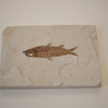 Prehistoric fish fossil III, approx. 65 million years old