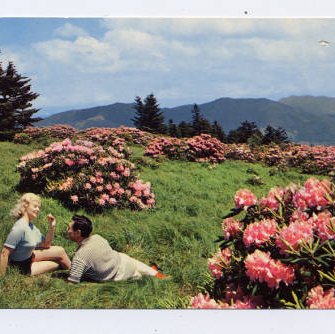 Roan Mountain rhododendron gardens