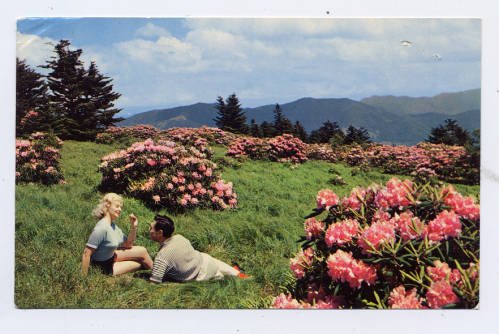 Roan Mountain rhododendron gardens (9714d92c361d5b0d194c38bb83d29f08)