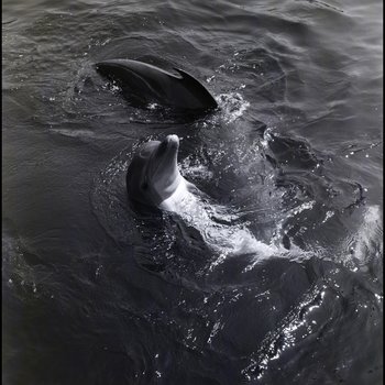 Two bottlenose dolphins swimming at the Aquatarium, St. Pete Beach, Florida