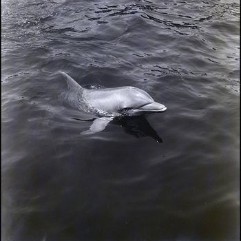 Bottlenose dolphin swimming at the Aquatarium, St. Pete Beach, Florida, C