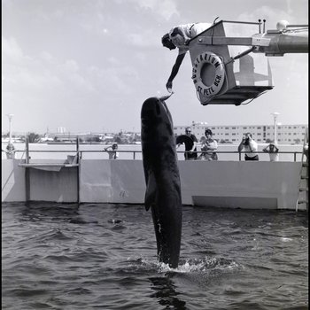 Pilot whale performing at the Aquatarium, St. Pete Beach, Florida, A