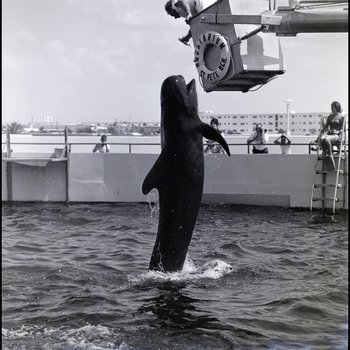 Pilot whale performing at the Aquatarium, St. Pete Beach, Florida, B