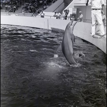 Bottlenose dolphin performing at the Aquatarium, St. Pete Beach, Florida, B