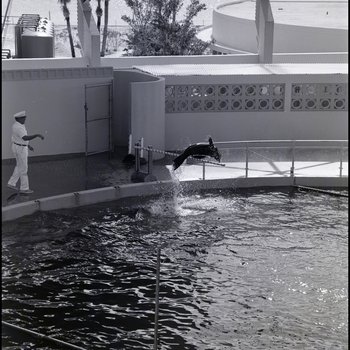 Sea lion performing at the Aquatarium, St. Pete Beach, Florida