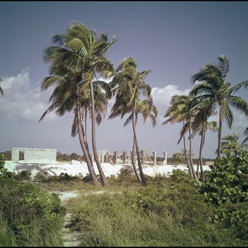 Construction site among palms, Freeport, Grand Bahama Island, Bahamas, C
