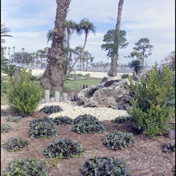 Landscaping near Entrance to Busch Gardens, Tampa, Florida, C