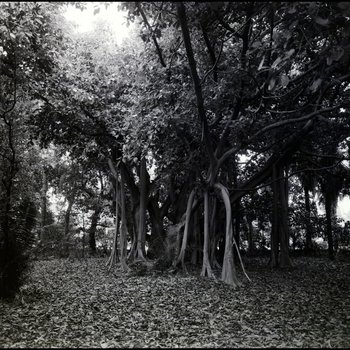 Foliage in Backyard of Vacant Biglow-Helms Mansion in Tampa, Florida