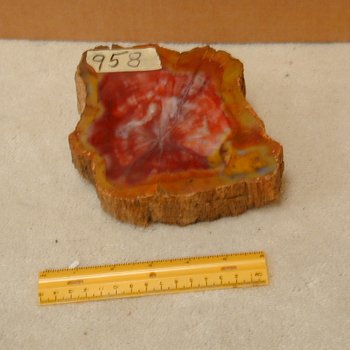 958: Araucaria Small Slab