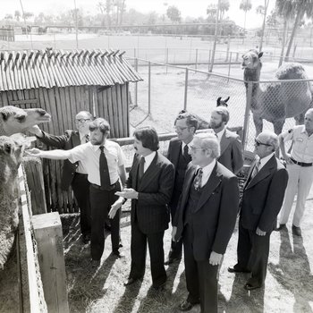 General Telephone and Electronics Corporation Employees with Camels at Busch Gardens, Tampa, Florida, D