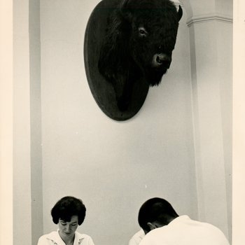 Bison Head