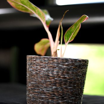 Growing Resilience, 2025, side-view