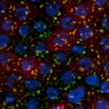 Cell Traffic Control