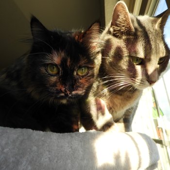 Cats Need Friends Too