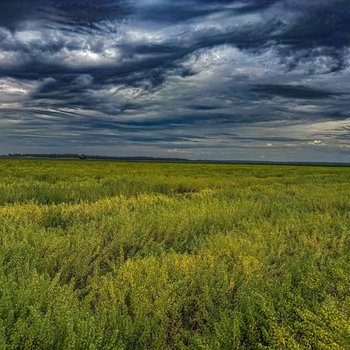 The View from Above: Predicting Pennycress Performance