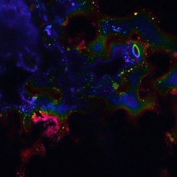 A Cellestial Glimpse