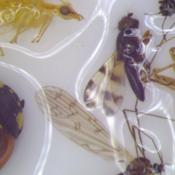 Insect Communities of Today's Agriculture