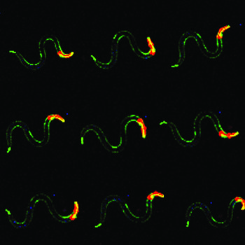 Coloring the Secret Life of Muscles
