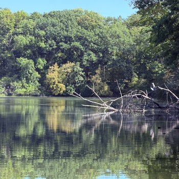 Beauty and Burden: Water Quality in Illinois Rivers.