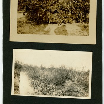 Orchard and Brushland Views