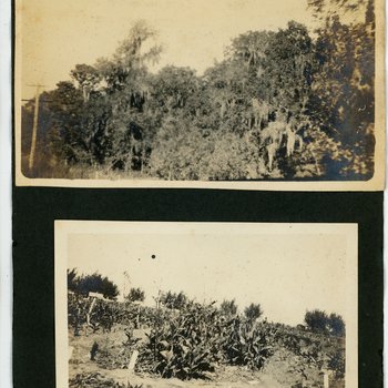 Woodland Scene and Planted Plot